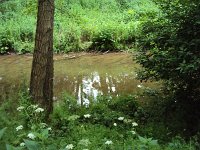 Fischsterben Wipper 1442